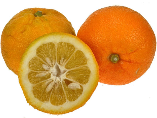 Bittersinaasappel voor de verwerking - Op = op